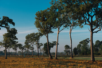 Naklejka premium Big Tree at sunrise in natural landscape environmental sustainability concept forest ecology serene countryside scenery morning light misty hills peaceful nature
