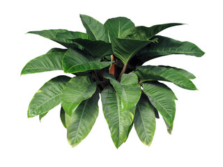 Tropical Green Foliage Plant Isolated on White Background, Lush Exotic Leaves.clipping path. © Somchai