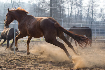 Młode dynamiczne konie na piaskowych wiosennych kwaterach © kubikactive