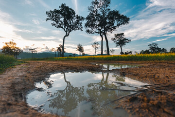 Naklejka premium Big Tree at sunrise in natural landscape environmental sustainability concept forest ecology serene countryside scenery morning light misty hills peaceful nature