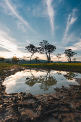 Naklejka premium Big Tree at sunrise in natural landscape environmental sustainability concept forest ecology serene countryside scenery morning light misty hills peaceful nature