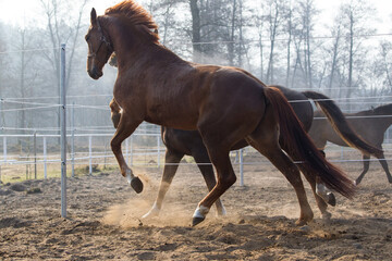 Młode dynamiczne konie na piaskowych wiosennych kwaterach © kubikactive