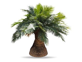 Obraz premium “Exotic Bottle Palm Tree with Clipping Path Isolated on White Background”