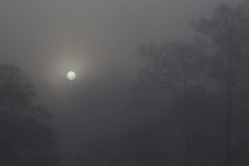 Tarcza wschodzącego słońca  na zamglonym niebie pośród gałęzi drzew © kubikactive