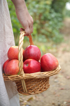 Fresh Red Apples in Wicker Basket - Woman Carrying Harvest of Healthy Fruits Outdoors