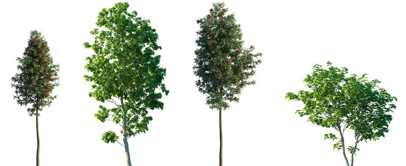 Set of Sorbus aucuparia and Catalpa bignonioides (Southern Catalpa or Indian Bean Tree) frontal street trees isolated png on a transparent background perfectly cutout 