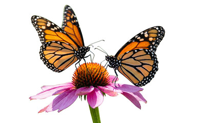 Obraz premium Two monarch butterflies with orange and black wings on a purple coneflower. Isolated on a transparent background.
