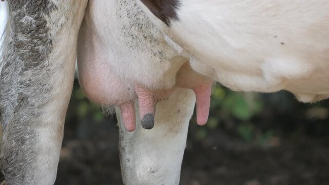 Close up of cow udder and teats with flies and insects in farm field