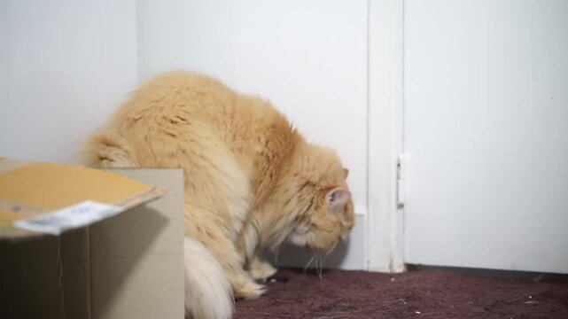 Fluffy orange cat with long fur and cream tail, curious domestic feline pet exploring indoor white wall room, sniffing closed door, playful animal brown carpet near cardboard box, soft mammal relaxed