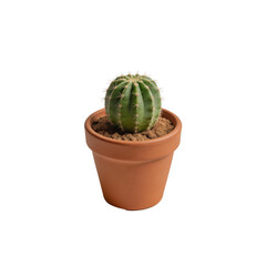 Fototapeta premium Round green ball cactus with sharp yellowish spines grows in a traditional terracotta pot filled with dry soil over a plain white backdrop.