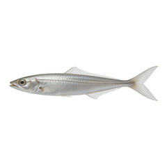 Fototapeta premium Round herring fish is presented in a lateral profile view against a clean white background.