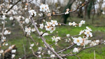 Obraz premium blooming cherry tree