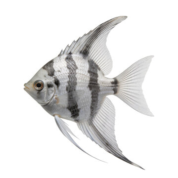 Freshwater angelfish pterophyllum scalare features distinct vertical black stripes on a silver body with long translucent fins against a white background.
