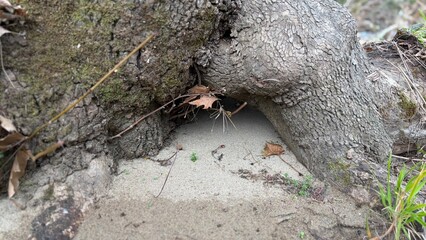 Fototapeta premium ants on a log