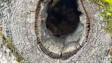 old tree trunk © Apollo0117