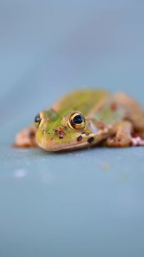 Young common frog with bright colors resting while breathing in a natural humid habitat. European amphibian wildlife captured in close detail showing skin texture and biological characteristics