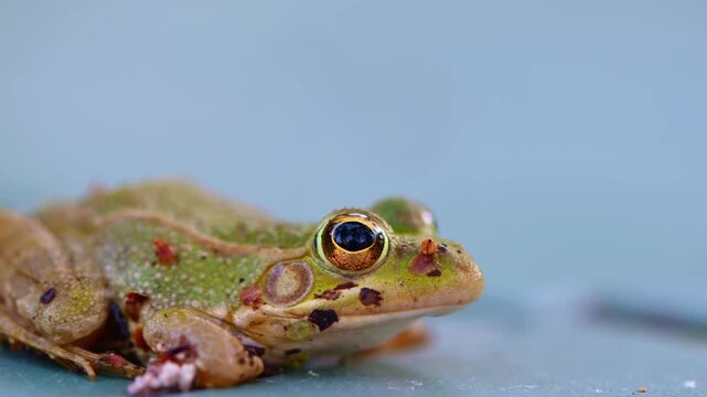 Young common frog with bright colors resting while breathing in a natural humid habitat. European amphibian wildlife captured in close detail showing skin texture and biological characteristics