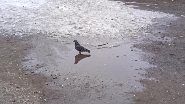 A bird stands by a puddle on wet asphalt, with patches of snow around and a gray winter atmosphere.