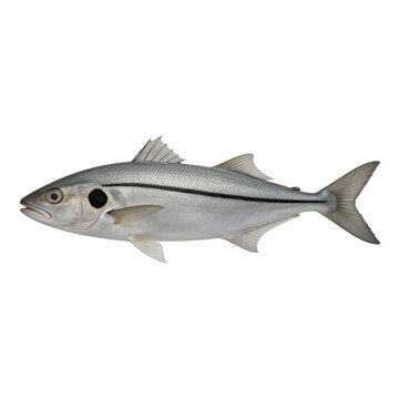 Common Snook fish with its characteristic black lateral line and dark gill spot is presented in a clean side profile against a white background.