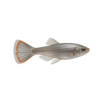 Silver medaka ricefish swimming against a white background shows detailed scales and a distinctive orange band along the edge of its fan-shaped tail.