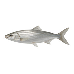 Fototapeta premium Milkfish Chanos chanos is displayed in a side profile view showcasing its metallic silver scales and forked tail on a white background.