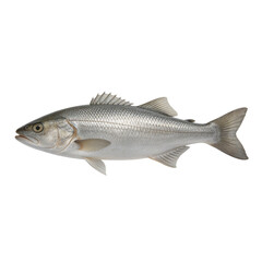 Obraz premium European sea bass fish with shimmering silver scales and sharp spiny fins lies isolated on a clean white background.