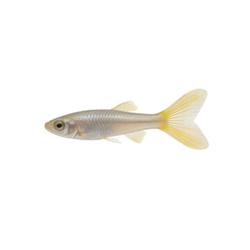 Yellowtail rasbora fish displays its shimmering silver scales and translucent yellow fins against a clean white background.