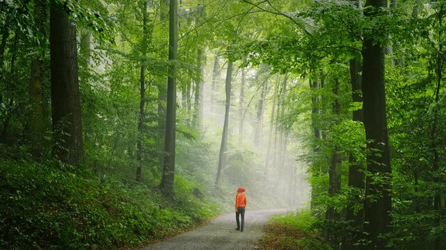 Hiker walking on a green scenic forest trail with fog and atmosphere