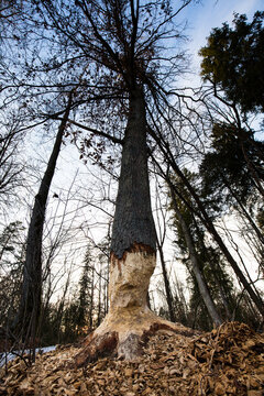 Wielkie drzewo obgryzione przez bobra
