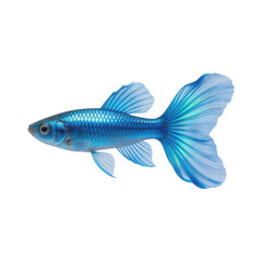 Fototapeta premium Vibrant blue fancy guppy fish with metallic scales and long translucent flowing fins swims gracefully against a clean white background.