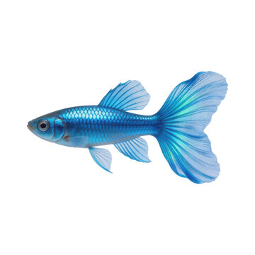Vibrant blue fancy guppy fish with metallic scales and long translucent flowing fins swims gracefully against a clean white background.