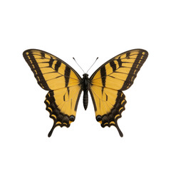 Fototapeta premium Eastern tiger swallowtail butterfly spreads its yellow and black striped wings in a symmetrical top-down view isolated against a white background.