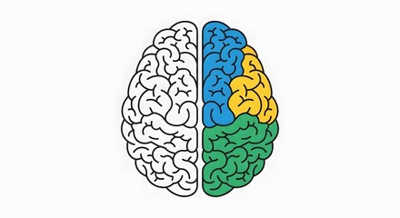 Fototapeta premium Brain Hemispheres Divided Colors Illustration.