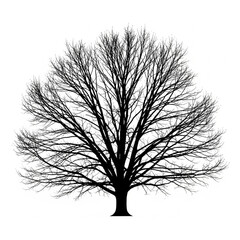 Obraz premium Bare Tree Silhouette with Branches and Trunk.