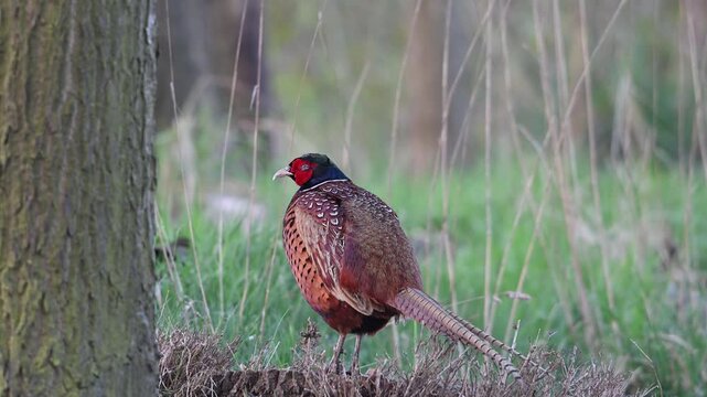 A pheasant cock is perched on a tree stump next to an oak tree, looking intently, north rhine westphalia, spring, (phasianus colchicus), (lepus capensis) germany