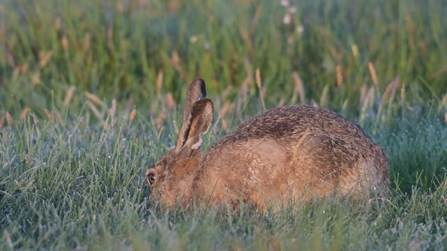 A brown hare sits in a meadow covered in hoar frost, looking for food,  spring, north rhine westphalia, (lepus capensis), germany