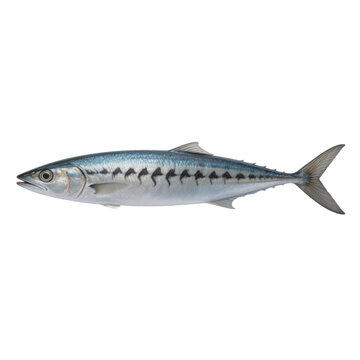 Spanish mackerel fish displays iridescent silver scales and distinctive dark wavy vertical stripes along its elongated body while positioned against a solid white background.