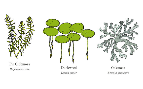 Collection of edible and medicinal plants. Hand drawn botanical vector illustration