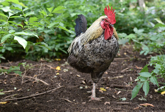 Hahn und Hennen suchen im Freiland Futter