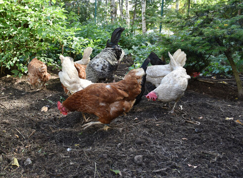 H&uuml;hner suchen im Freiland nach Futter 