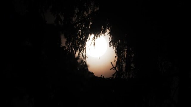 The full moon shining through the silhouettes of the branches of a tree. Revealed by the motion and framed by the branches.