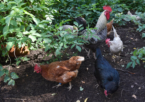 Hahn und Hennen suchen im Freiland Futter