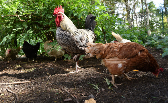 Hahn und Hennen suchen im Freiland Futter