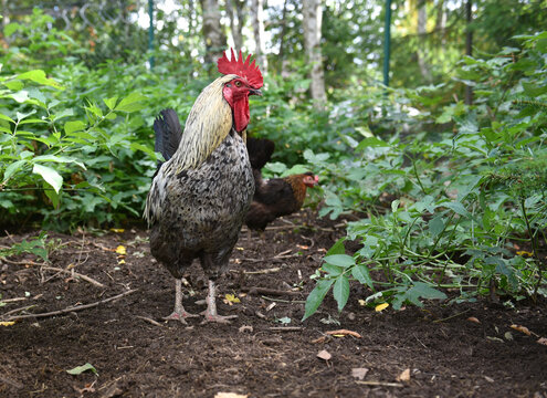 Hahn und Hennen suchen im Freiland Futter