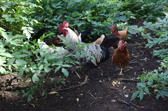 Hahn und Hennen suchen im Freiland Futter