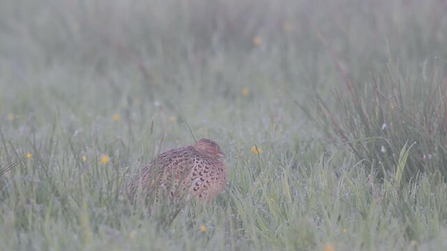 A female pheasant sits on a wet moorland meadow in the morning mist, north rhine westphalia, spring, (phasianus colchicus), germany