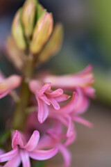 Fototapeta premium Vertical macro of single pink hyacinth bloom with green stem, selective focus on petals against blurred background captures intimate spring garden nature moment