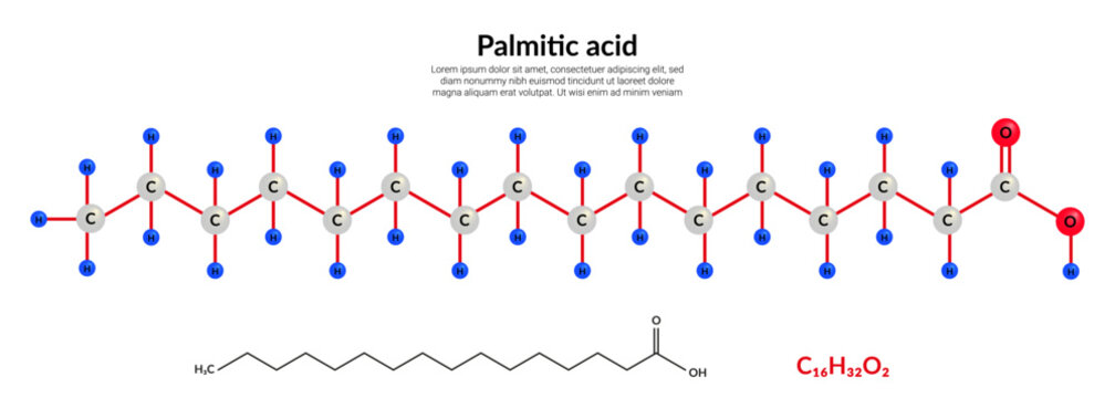 Palmitic acid or hexadecanoic, molecular structure formula, ball-and-stick model, suitable for education or chemistry science content. Vector illustration