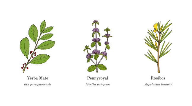 Collection of edible and medicinal plants. Hand drawn botanical vector illustration