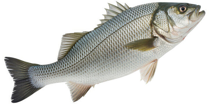 Fresh gray fish on white background fresh fish seafood